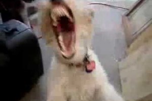 Cho chó hít khí Heli - Đau hết cả bụng